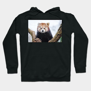 Red Panda Hoodie